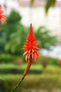 Red blooming of aloe succulent plant outdoor. Beautiful flower Royalty Free Stock Photo