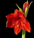 Red Blooming Amaryllis Royalty Free Stock Photo