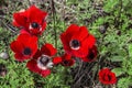 red blooming anemones on a sunny summer day