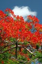 Red blooming bush