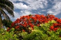 Red blooming bush