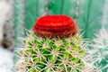 Red blooming cactus flower top of green cactus on rock garden Royalty Free Stock Photo