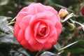 Red blooming Camellia flower close-up Royalty Free Stock Photo