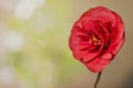 Red blooming Camellia Theaceae flower