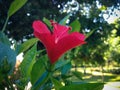 Red Blooming Chinese Hibiscus Flower Between In The Garden With Natural Bokeh Morning Sun Light