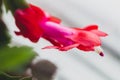 Red blooming christmas cactus Royalty Free Stock Photo