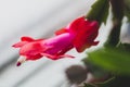 Red blooming christmas cactus Royalty Free Stock Photo