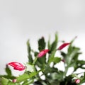 Red blooming christmas cactus - Zygocactus Schlumbergera Royalty Free Stock Photo