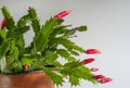 Red blooming christmas cactus - Zygocactus Schlumbergera Royalty Free Stock Photo