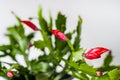 Red blooming christmas cactus - Zygocactus Schlumbergera Royalty Free Stock Photo