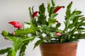 Red blooming christmas cactus - Zygocactus Schlumbergera Royalty Free Stock Photo