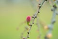 Red blooming cone of european larch tree Larix decidua on a branch with fresh green needles at spring Royalty Free Stock Photo