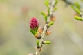 Red blooming cone of european larch tree Larix decidua on a branch with fresh green needles at spring Royalty Free Stock Photo