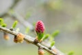 Red blooming cone of european larch tree Larix decidua on a branch with fresh green needles at spring Royalty Free Stock Photo