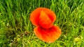 Red blooming corn poppy plant next to farmland