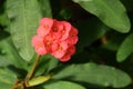 Red blooming flower of exotic `Euphorbia Milii Crown Of Thorns` succulent plant, close up