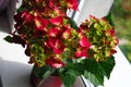 Red blooming hydrangea in a pot