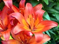 Red blooming lily flowers