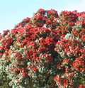 Red blooming Metrosideros excelsa New Zealand christmas tree Royalty Free Stock Photo