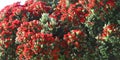 Red blooming Metrosideros excelsa New Zealand christmas tree Royalty Free Stock Photo