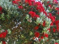 Red blooming Metrosideros excelsa New Zealand christmas tree Royalty Free Stock Photo