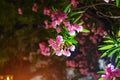 Red blooming oleander flowers in the evening city Royalty Free Stock Photo