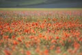 Red blooming in Piano Grande of Castelluccio di Norcia, Monti S Royalty Free Stock Photo