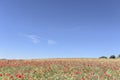 Red blooming poopy spring field and blue sky.