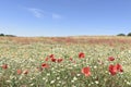 Red blooming poopy spring field and blue sky.