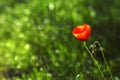 Red blooming poppie on green Royalty Free Stock Photo
