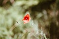 Red blooming poppie. Vintage background. Selective focus. Retro style toned postcard Royalty Free Stock Photo