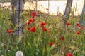 Red blooming poppies on a rusty barbed wire background Royalty Free Stock Photo