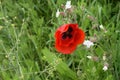 red blooming poppy