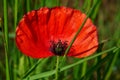Red blooming poppy surrounded by green grass.
