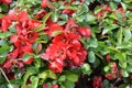 bright red blooming bush in spring Royalty Free Stock Photo