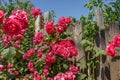 Red blooming rose on the fence of the cottage. Summer in nature