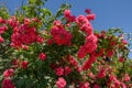 Red blooming rose on the fence of the cottage. Summer in nature.