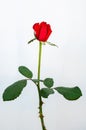 Red blooming rose flower with stalk and leaves