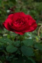 Red blooming rose on the stem with thorns.