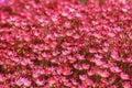 Saxifraga arendsii Royalty Free Stock Photo