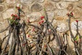 Red blooming succulents in front of an old stone wall in afternoon light, Paraty, Brazil