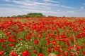 Red blooming summer poppy field