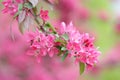 Red blooming tree in spring season Royalty Free Stock Photo