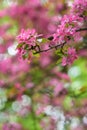 Red blooming tree in spring Royalty Free Stock Photo
