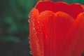 Red blooming tulip bud with wet large droplets in the rain on a flowerbed in a home garden close-up, faded tint, selective focus, Royalty Free Stock Photo