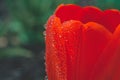 Red blooming tulip bud with wet large droplets in the rain on a flowerbed in a home garden close-up, faded tint, selective focus, Royalty Free Stock Photo