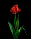 Red blooming tulip with green stem, bud and leaves isolated on black background. Royalty Free Stock Photo