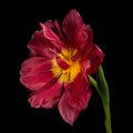 Red blooming tulip with green stem and leaf isolated on black background. Studio close-up shot. Royalty Free Stock Photo