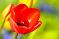 Red blooming tulip, soft focus Royalty Free Stock Photo