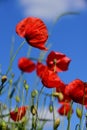 Red blooming wild poppies on a flower meadow against a blue sky in summer in Bavaria in portrait format Royalty Free Stock Photo